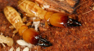 termite control 